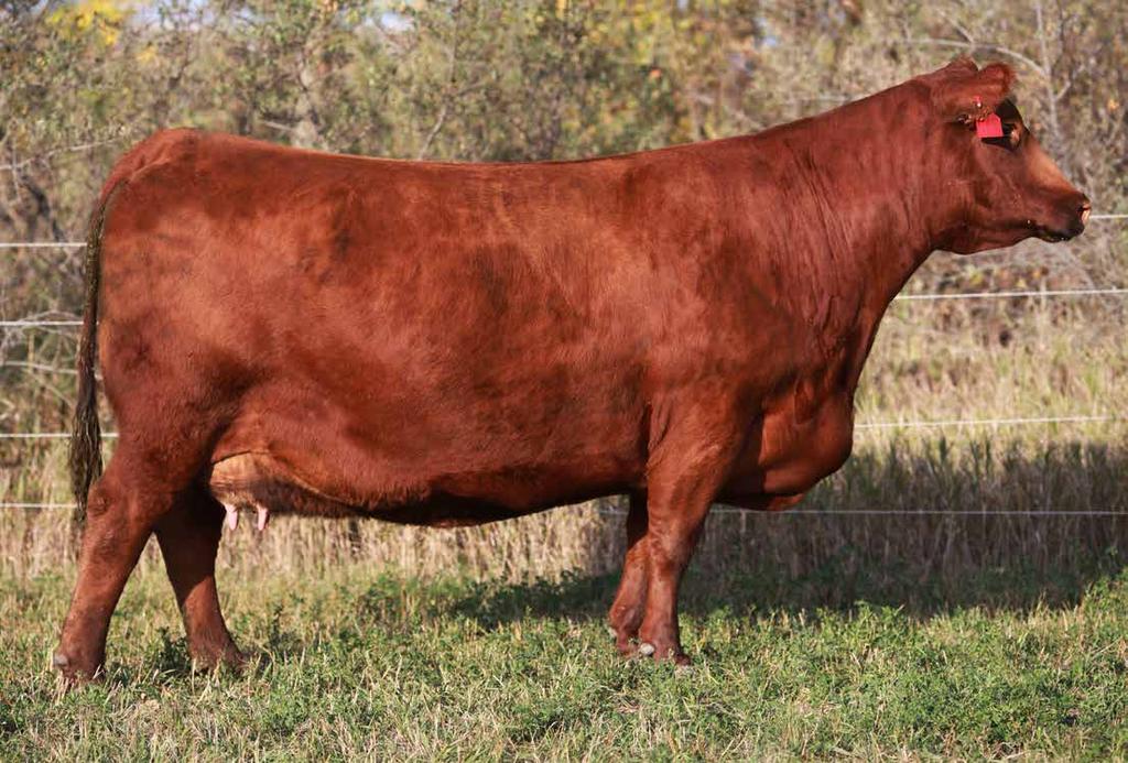 21 TNTS Miss U147 Beckton Hustler S426 C2 x TBS Ms Millineum 4269 Big time producer and an awesome cornerstone female LOT 21-5 Embryos of Brown Premier X7876
