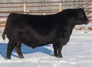 breeds that will have big results LOT 23-5 Embryos of