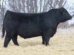 female that is highly proven LOT 25-5 Embryos of