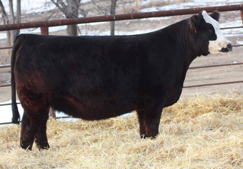 W/C Miss Werning 531C W/C Bullseye 3046A x Miss Werning 931W 30 531C and Commissioner are bound to increase revenue in this exciting mating LOT 30-5 Embryos of Rust Commissioner