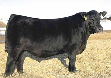 Pick of the 2019 Angus Bulls 2B Brooking Firebrand Brooking Bank Note 4040 S A V Cut Above 6271 S A V Renovation 6822 S A V Raindance 6848 S A V Registry 2831 We have been working on