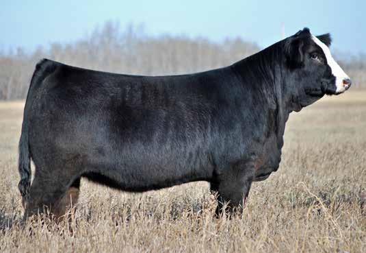 SIMMENTAL 808F puts it all together with phenotype and genotype as she is a true donor in the making, Phenotypically, 808F is attractive, stout,