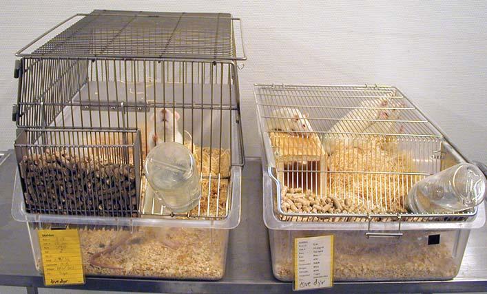 400 J.L. Ottesen et al. 200cm, with a flexible partition in the middle and pop holes allowing the rabbits to freely run through.