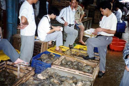 The species is still observed on the food and trade markets in China (Chengdu, Qing Ping turtle, Yuehe and Chao Tou markets
