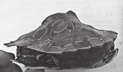 260 CHELONIAN CONSERVATION AND BIOLOGY, Volume 11, Number 2 2012 were females, with an overall occurrence rate of 0.10% (4 of 3830 individuals) at five G. oculifera sample sites.