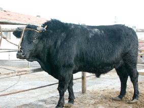 KILIS Species Official Name of the Breed Purpose of Raising Population : Domestic Cattle : Kilis : Kilis, Bahçıvan sı_ırı (Turk.