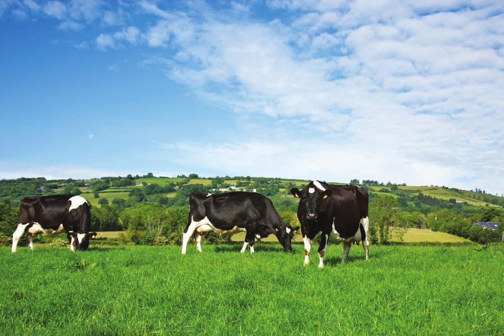 Section 8 45 Animal Health: A Strategic Perspective by David Graham (AHI) Introduction The establishment of Animal Health Ireland is a major advance in the strategic management of infectious diseases.