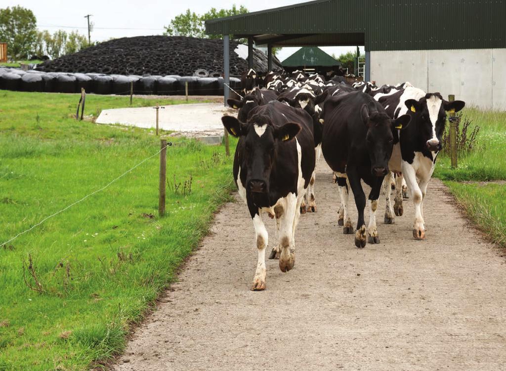 Section 8 47 Lameness by Keelin O Driscoll Introduction Lameness is not only a problem for the cow; it can lead to significant financial losses for the farm business.