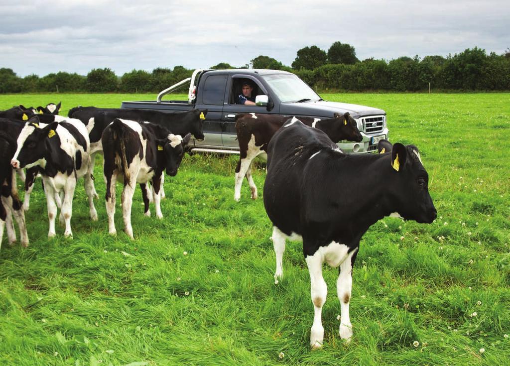 Section 8 49 23 Calving and Calf Health by John Mee Introduction Calving is a high-risk event for both the cow and the calf. Common problems encountered include difficult, abnormal or slow calvings.