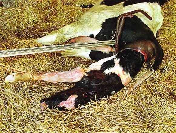49 Calving and Calf Health 1 How can I minimise the likelihood of calving problems?