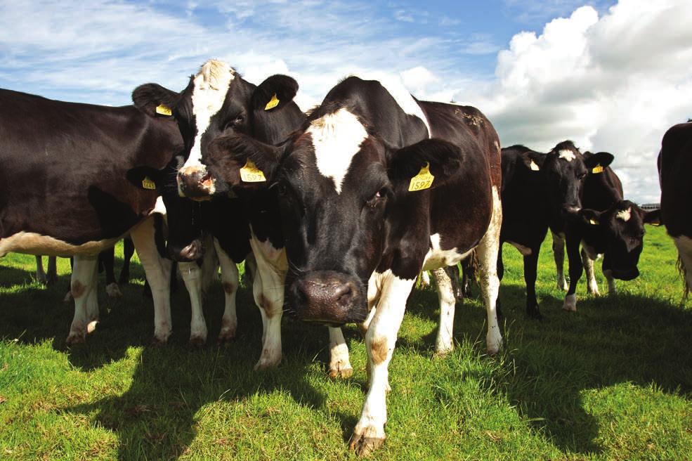 45 Animal Health: A Strategic PerspectiveProduction Mastitis Key risks! Analysis of recent data from milk recording herds shows that the trend in average somatic cell count (SCC) is on an upward path.