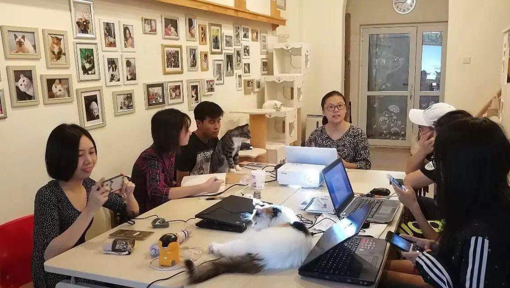 Stray Cats TNR (Trap Neuter Return ) In-depth Training Joining hands with Beijing Lucky Cats and giving in-depth TNR training to 60+ volunteers from 6