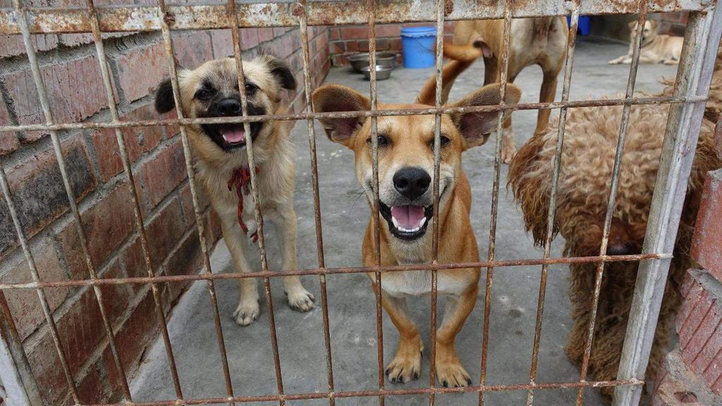 35 Dogs Rescued by Police from Illegal Dog Meat Industry As a result of Animals Asia collaboration, all dogs are safely housed at Qiming Chengdu animal shelter The