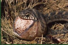 Egg-Eating Snake (Dasypeltisscabra) The egg-eating snake favours areas which are nesting places of birds. This snake has virtually no teeth. The colouring varies considerably from light brown to grey.