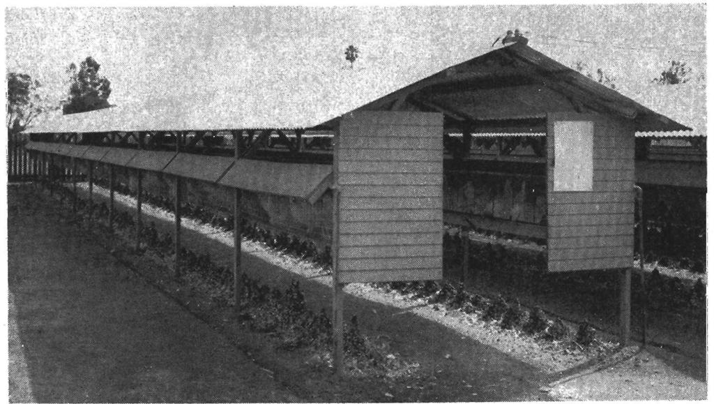Figure 5. Here is an outdoor-type individual cage house with one row of cages on each side of the aisle. Cages range from 9 to 12 inches wide and are 16 to 18 inches deep.