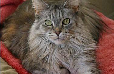 Cats at companions, cont. Maine Coon, by Valleygirl_tka Persian, by Sage Image Sources Grey wolf, by Sakarri, 2/21/09, Accessed 8/12/10, http://www.flickr.