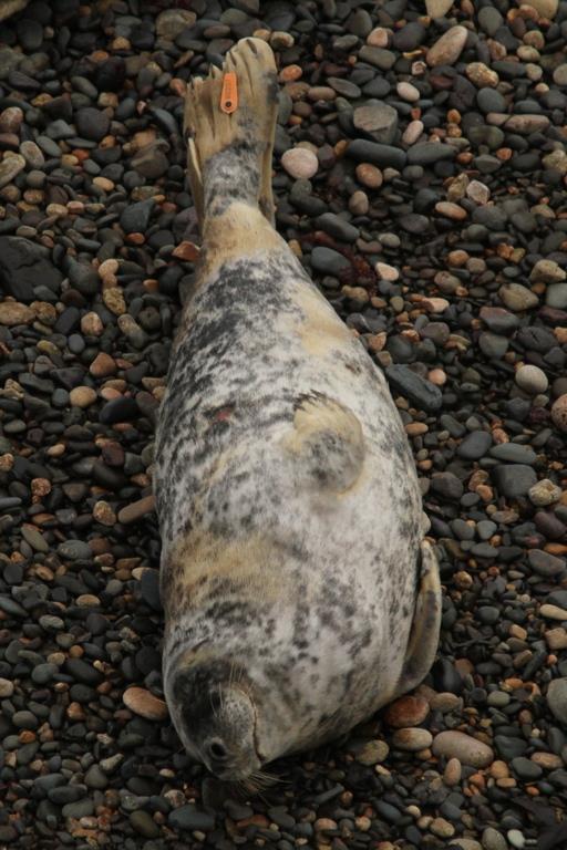 On 13/11/17 another immature seal with an orange flipper tag (number 80207) hauled-out on North Haven beach.