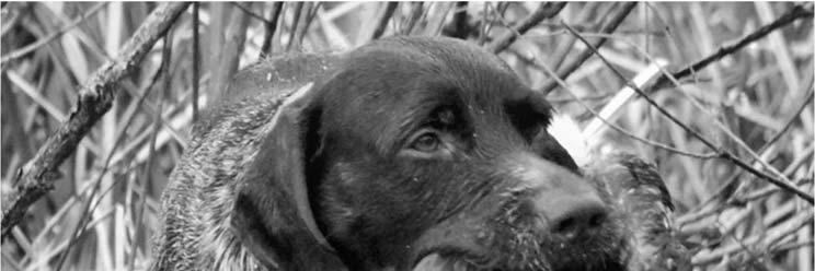 August The 2015 Gun WPGCA Dog E&R FOUNDATION Supreme Page NEWS BULLETIN of the WIREHAIRED