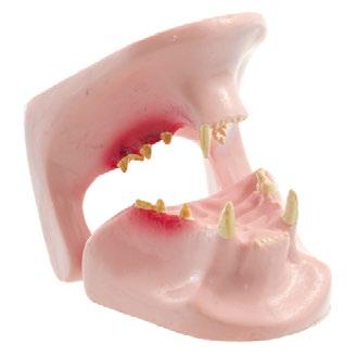 Veterinary Anatomy Models 11 ANATOMY Dental
