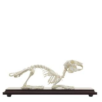 Veterinary Anatomy Models 5 Rabbit Skeleton Order number: