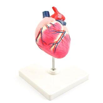 x H22 x W15 cm Anatomical Canine Heart Model