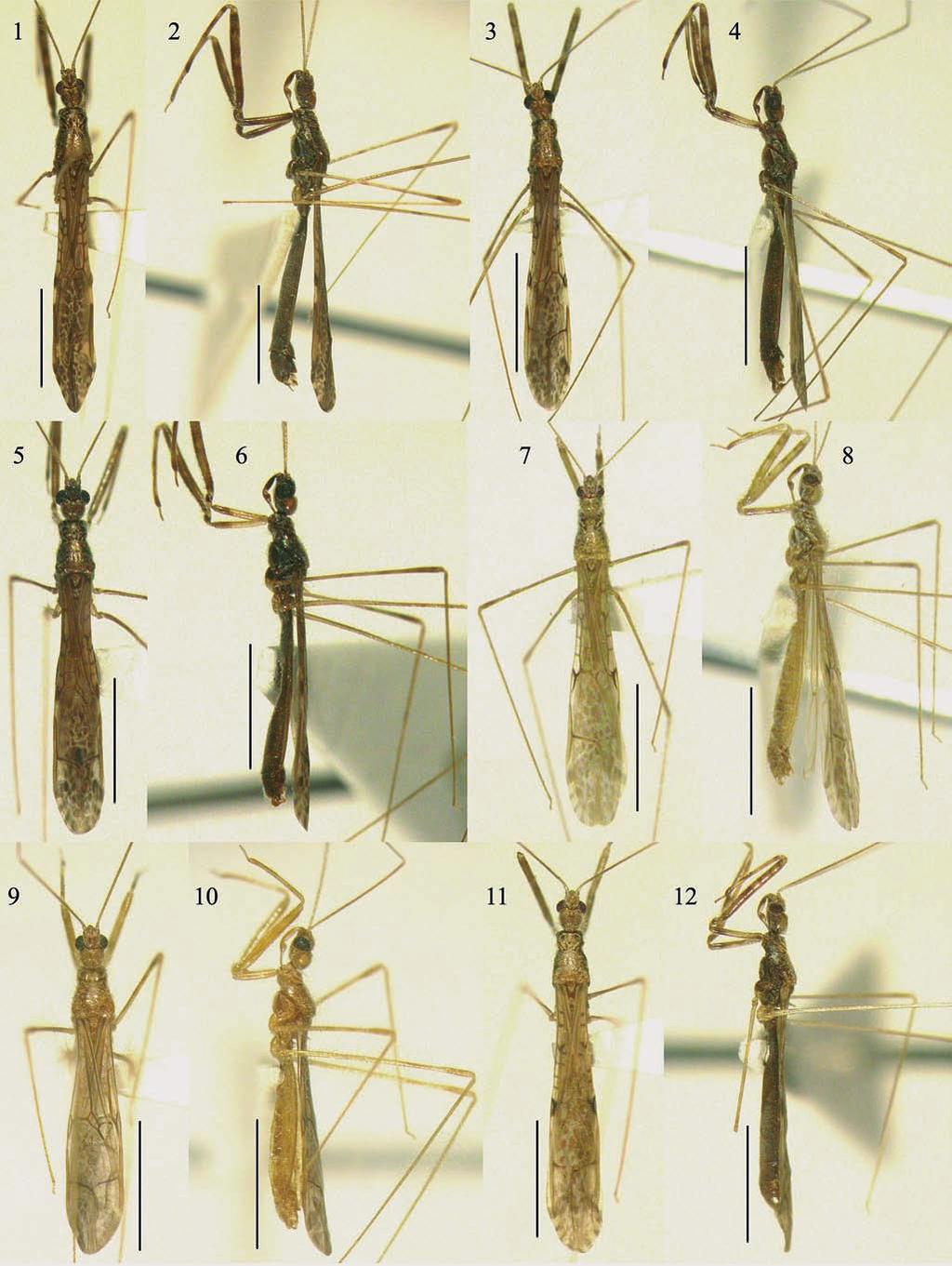 Figs 1-12: Emesopsis spp., dorsal (1, 3, 5, 7, 9, 11) and lateral (2, 4, 6, 8, 10, 12) views. (1, 2) E. albispinosa, male; (3, 4) E.
