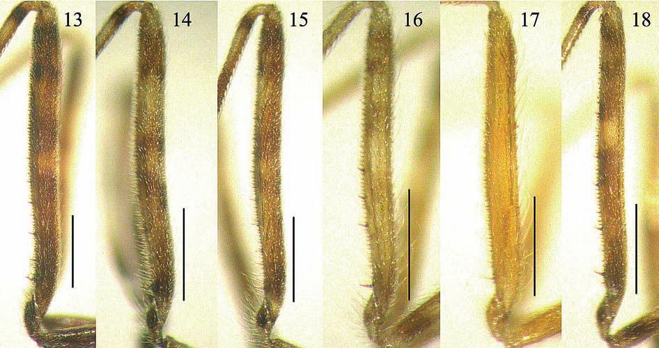 Figs 13-18: Femora of Emesopsis spp. (13) E. albispinosa; (14) E. bifurcata; (15) E. ernsti; (16) E. heissi; (17) E. nubila; (18) E. parvispinea. Scales: 0.5 mm. spines brownish yellow.
