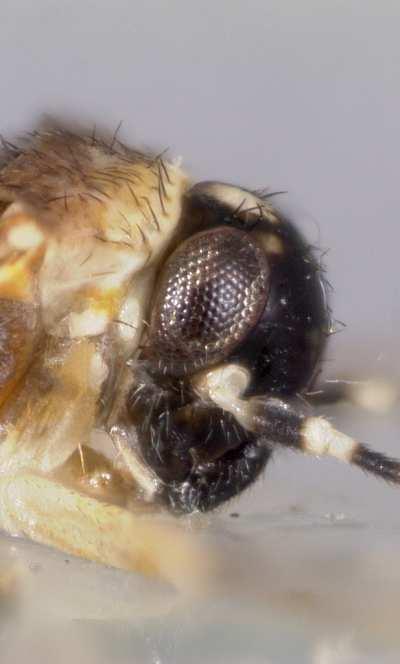Body elongate, about 3.0 times as long as basal width of pronotum (male and female). Head strongly sloping (Fig.