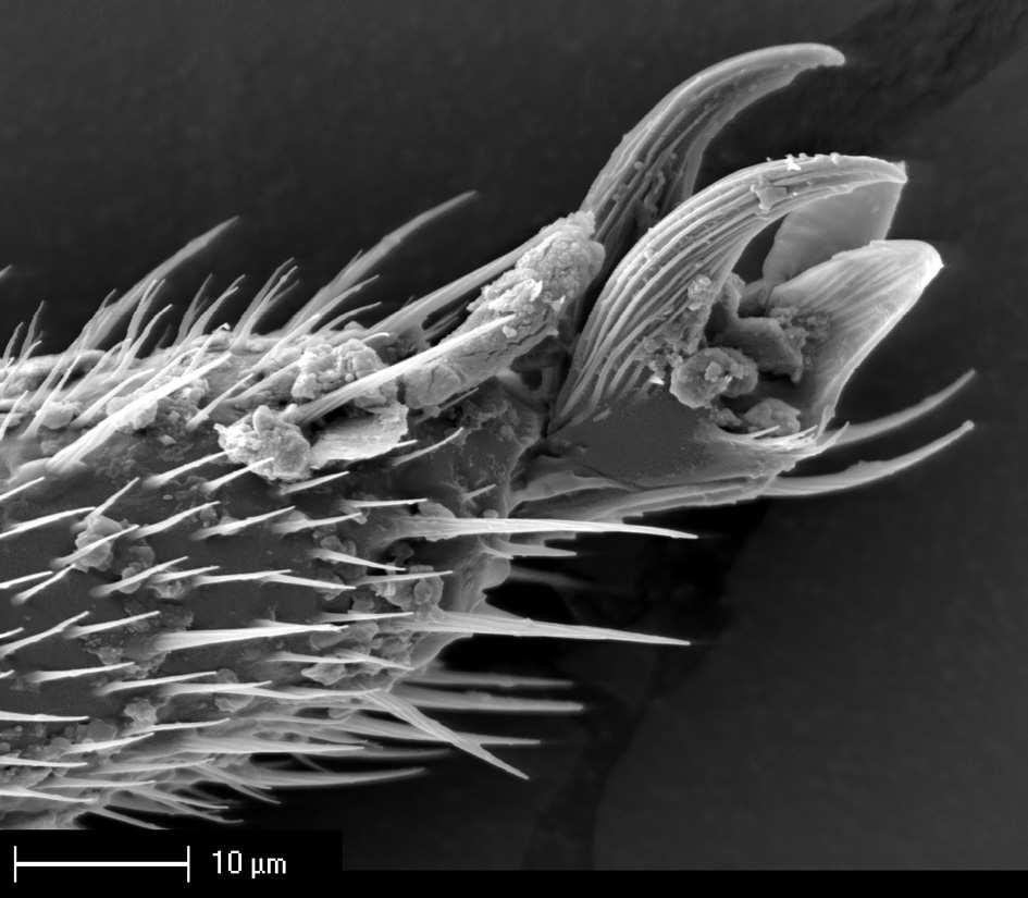 Other species of Macrotylus have the head horizontal and produced anteriorly. The shape of the ring sclerites in the gynatrial complex is also peculiar, with an internal process (Fig. 6g).