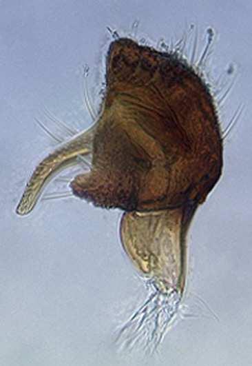 Heteropterus Rev. Entomol. (2011) 11(2): 359-363 363 (c) (d) (e) (f) (g) FIGURE 6. Genitalia of Macrotylus jordii sp. nov.