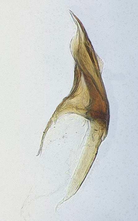 MATOCQ A. 1996. Description de Macrotylus (Macrotylus) ehannoi n. sp. du Liban, suivie d une clé d identification des Macrotylus de couleur noire (Heteroptera, Miridae).