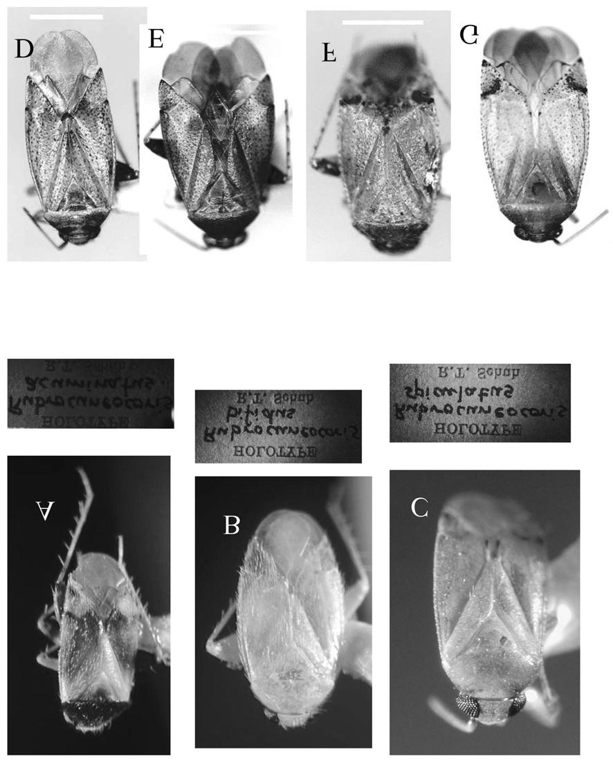 Fig. 1. Holotypes of Rubrocuneocoris spp. A. Rubrocuneocoris acuminatus, Schuh; B. R. bifidus Schuh; C. R. spiculatus Schuh; D.