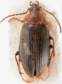 38 Figs 37-38: Paracistela rufi thorax (Pic, 1913) comb. nov.: 37- Habitus of male; 38- Head and pronotum of male.