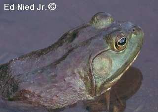 The Bullfrog is an exception in that its dorsolateral folds start behind the eyes and sweep back and down around the ears or tympanic membranes.