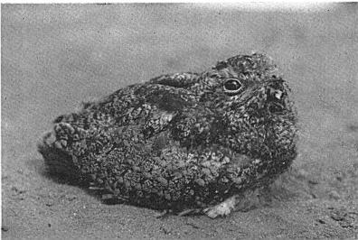 Female at left, male at right ; note difference in size. Fig. 35. Young female nighthawk 14 days old. again.