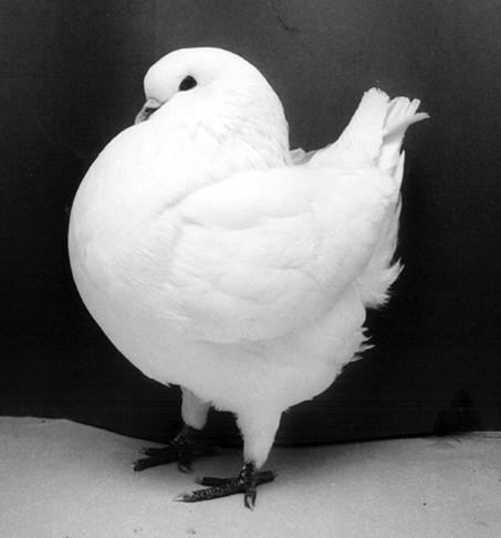 C.M. Sebregts. Photo: Archives Sebregts. This pigeon was in febr.