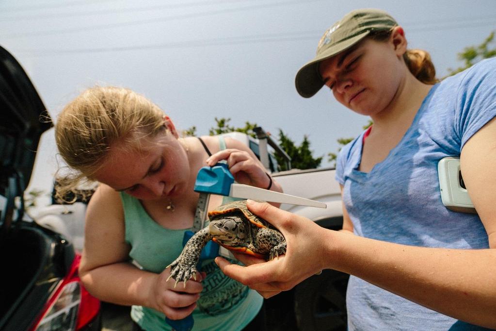 MATES/Project Terrapin interns measure the carapace height of an adult female terrapin on GBB. Overall, the impacts of this project on terrapins and the surrounding habitat have been positive.
