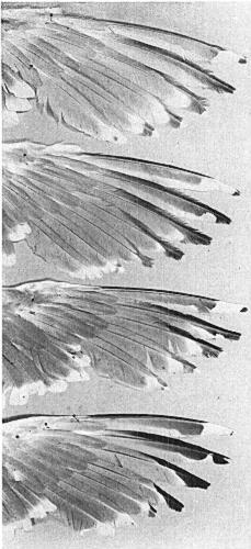Jan., 1963 INTERBREEDING OF GULLS IN ALASKA 25 5 6 7.. I. _I_x_..I Fig. 1. Variation in color and pattern of the primaries of intermediates between Lams glaucescens (1) and Lams argentatus (8).