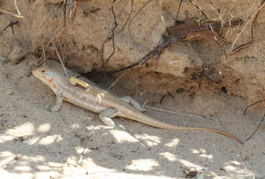 Share With Wildlife Project Title: Dispersal and radio tracking of the Sand Dune Lizard, Sceloporus arenicolus RADIOTELEMETRY AND POPULATION MONITORING OF SAND DUNE LIZARDS