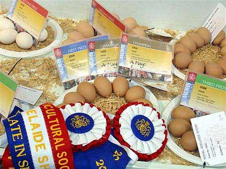 Proud owners, top animals and striking breeds Part 2 ROYAL ADELAIDE SHOW 1-9 September 2006, POULTRY and PIGEON SECTION By: Tom Bowden The 2006 Royal Adelaide Show was the 154th show held by the