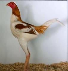 *Hard Feathered Large Fowl, 200 entries Main breeds: Old English Game, Indian Game, Malay and Australian Game.