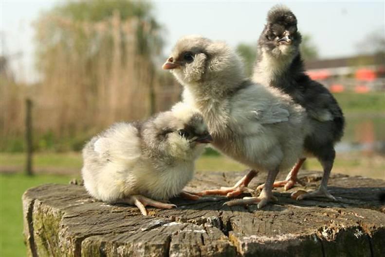 C O R R E C T I O N The chicks in the last page of the article Concerning Poultry in the