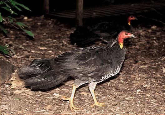 BRUSH TURKEY By: Elio Corti (IT) One day, when visiting Australia, we got out late in the afternoon about ten km.