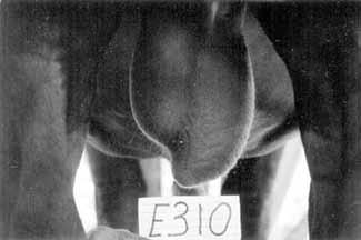 Anders as wat bekend is in die geval van testikulêre hipoplasie (die een testikel, gewoonlik die linker testikel, is kleiner as die ander een) (Foto s 8 en 9), waar so n bul die hipoplasie kan oordra