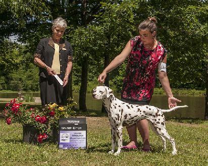 Ch Dashing`s Fire Flower, OAJ, NA, CGCA, TKN Lily, the Boss of the Six Pack, earned her CGCA and Trick Dog Novice titles, which gave her an Achiever Dog certificate.