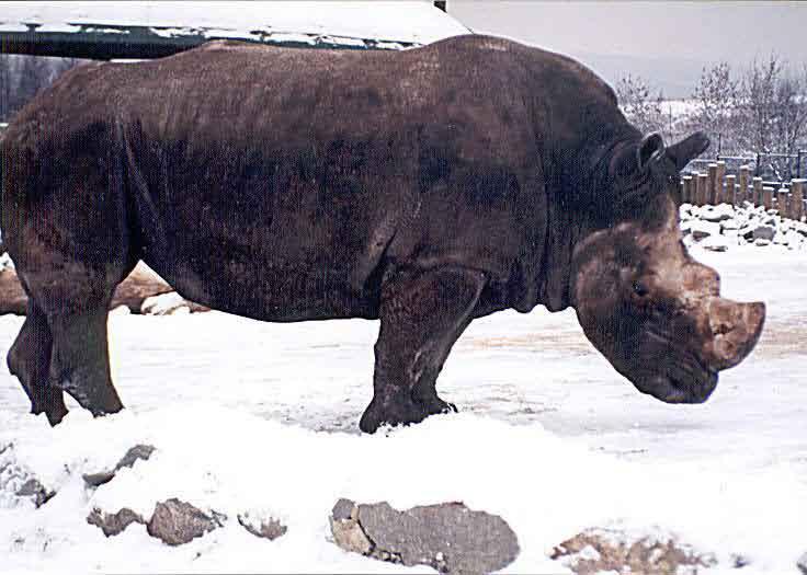 LAST GOODBYE TO THE RHINOS Ing. Pavel Král In March 2008, maybe the worst thing I could ever experience during my long-term work in animal husbandry happened.