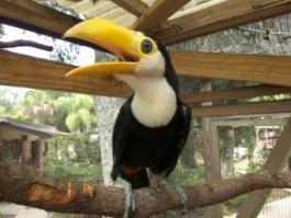 20/08/10 54 456 08:00 6 clumps adult diet *weigh daily 21/08/10 55 460 22/08/10 56 490 23/08/10 57 508 adult Toco toucan diet TID immediately ate 10 clumps from keeper in ; good weight has gained