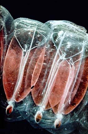 phytoplankton Salps