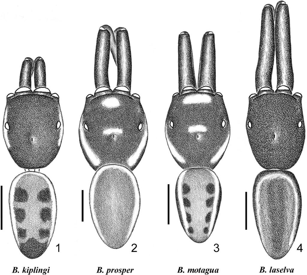 RUIZ & EDWARDS REVISION OF BAGHEERA 19 Figures 1 4. spp., male body, dorsal view; 1. B. kiplingi; 2. B. prosper; 3. B. motagua sp. nov.; 4. B. laselva sp. nov. Scale 5 1.0 mm.