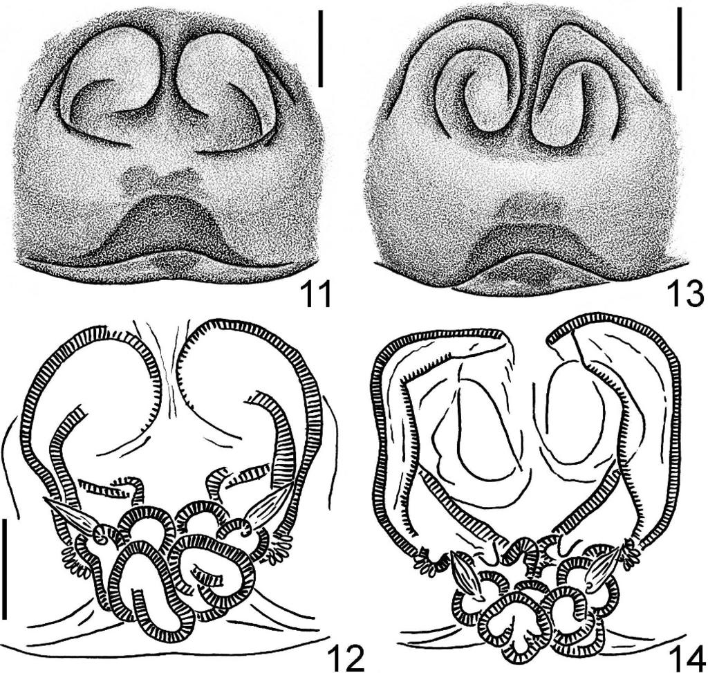 1 (Male holotype from Eastern Guatemala, deposited in MCZ, examined); F.O.P.-Cambridge 1901:298, pl. 29, fig. 5; Maddison 1996:335, fig. 71, 80 83; Platnick 2012. Diagnosis. Very similar to B.